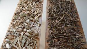 herman de vries, vergankelijkheidswerk, beenderen en hout, 2012-2013. © collectie herman & susanne de vries, Eschenau herman de vries, vergankelijkheidswerk, beenderen en hout, 2012-2013. © collectie herman & susanne de vries, Eschenau